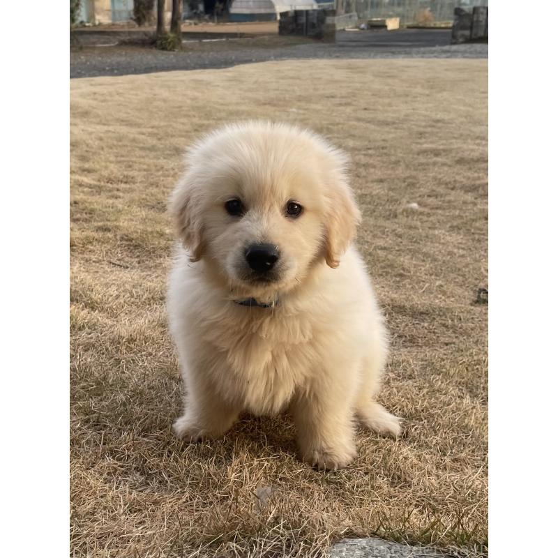 販売中の茨城県のゴールデンレトリーバー-443415の26枚目