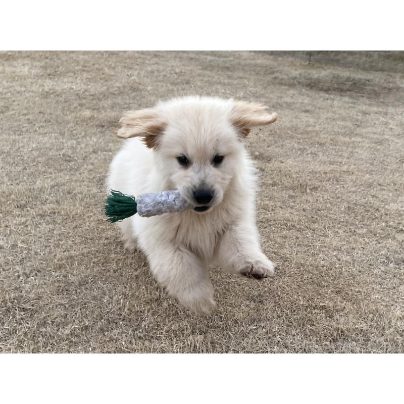 販売中の茨城県のゴールデンレトリーバー-443415の25枚目