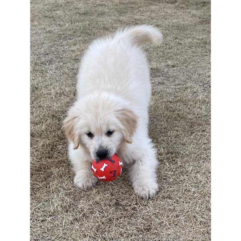 販売中の茨城県のゴールデンレトリーバー-443415の24枚目