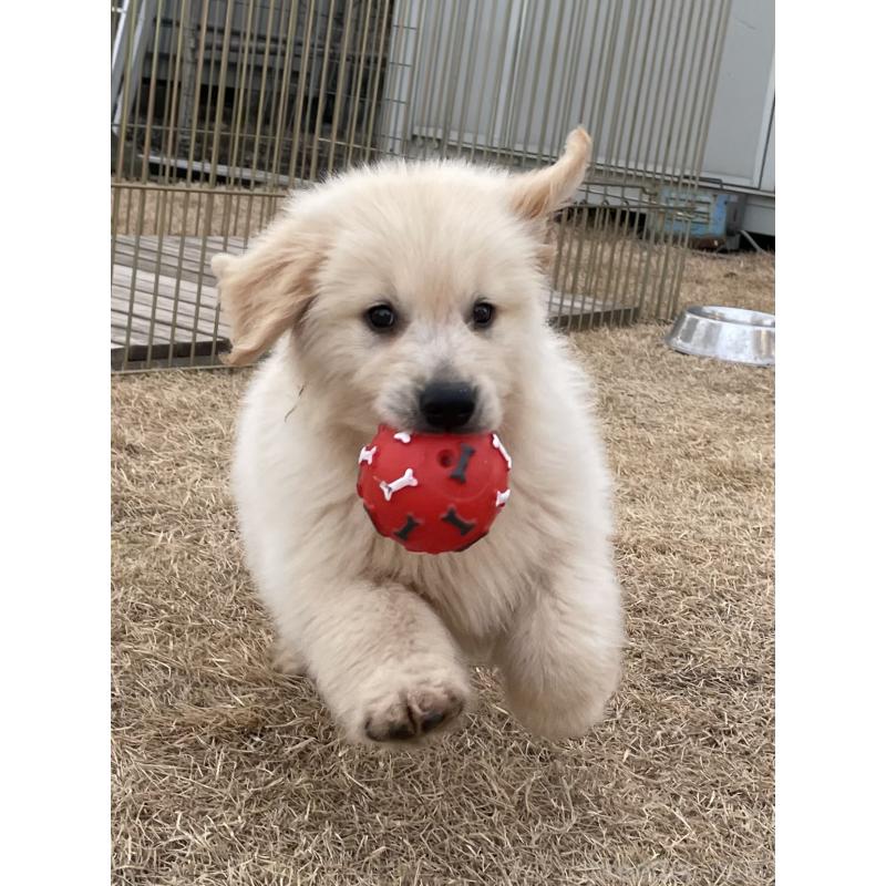 販売中の茨城県のゴールデンレトリーバー-443415の23枚目