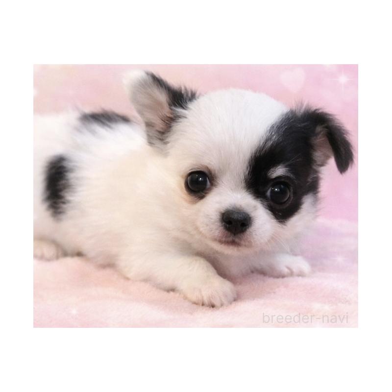 商談中の福岡県のチワワ(ロングコート)-442929の3枚目