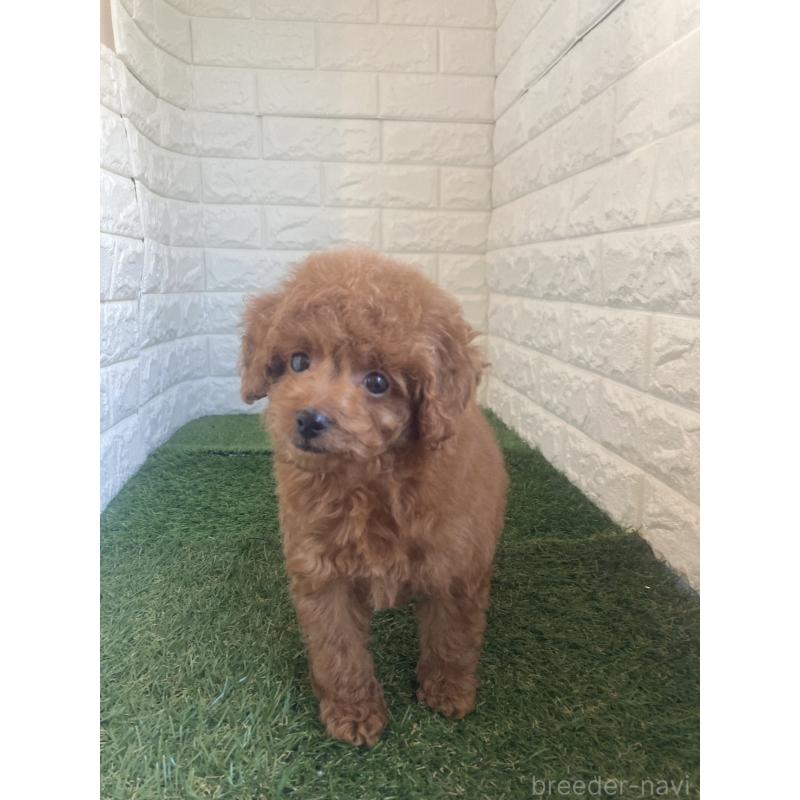 販売中の岡山県のタイニープードル-445663の16枚目