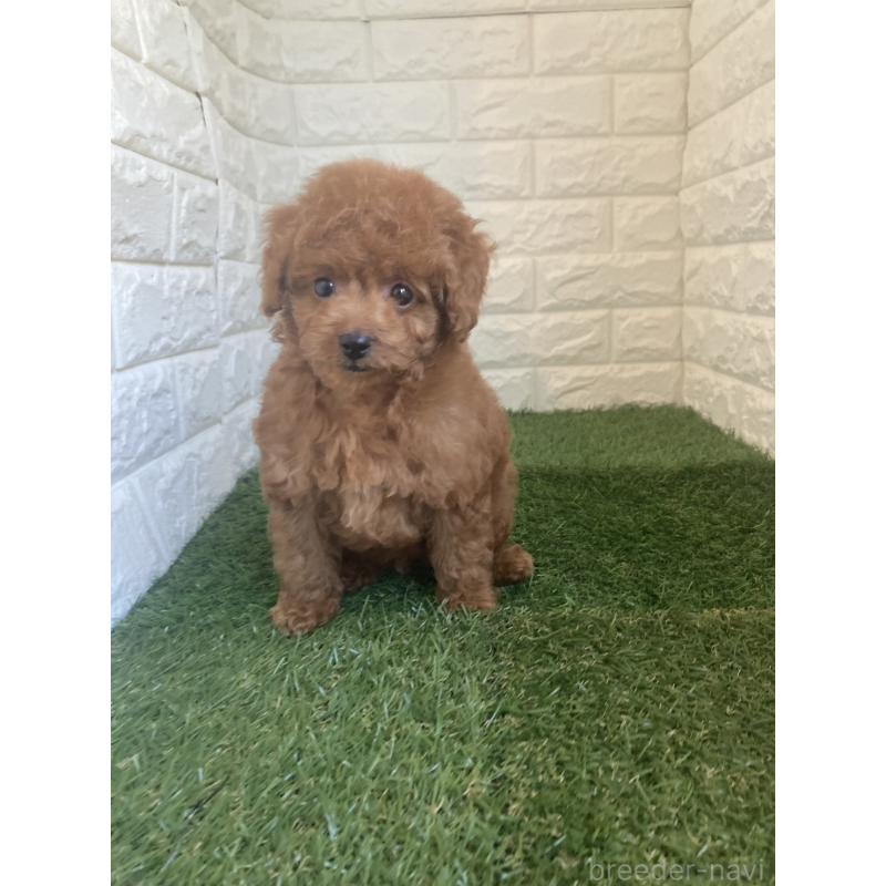 販売中の岡山県のタイニープードル-445663の15枚目