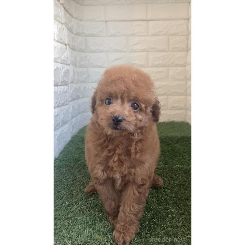 販売中の岡山県のタイニープードル-445663の13枚目