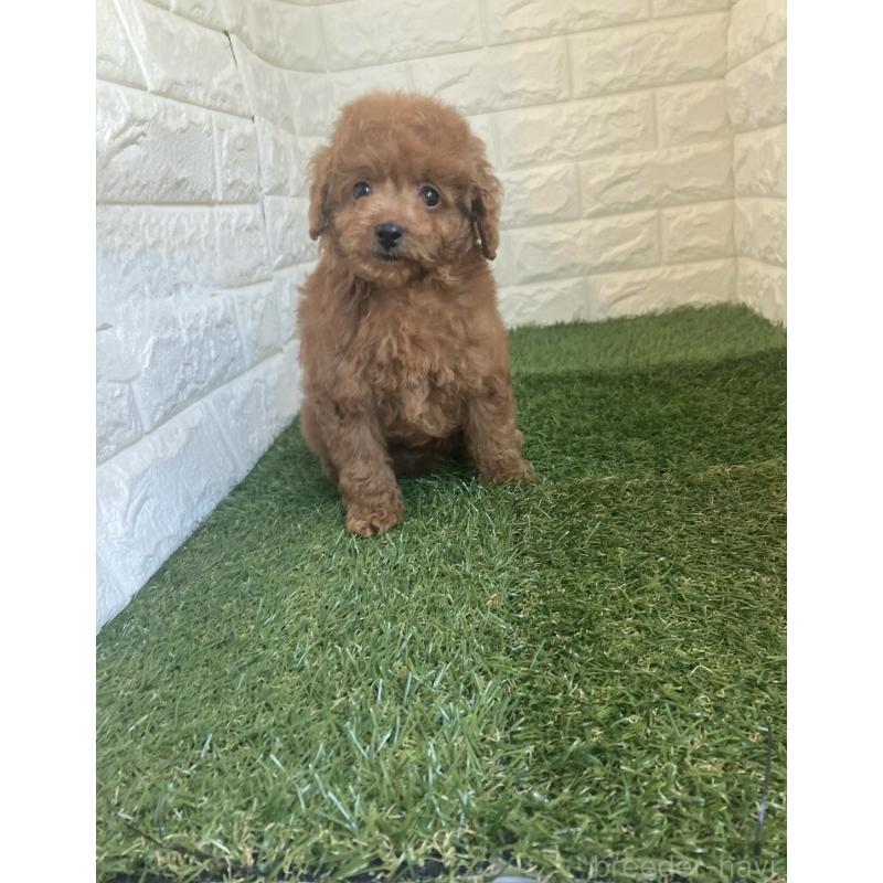 販売中の岡山県のタイニープードル-445663の12枚目