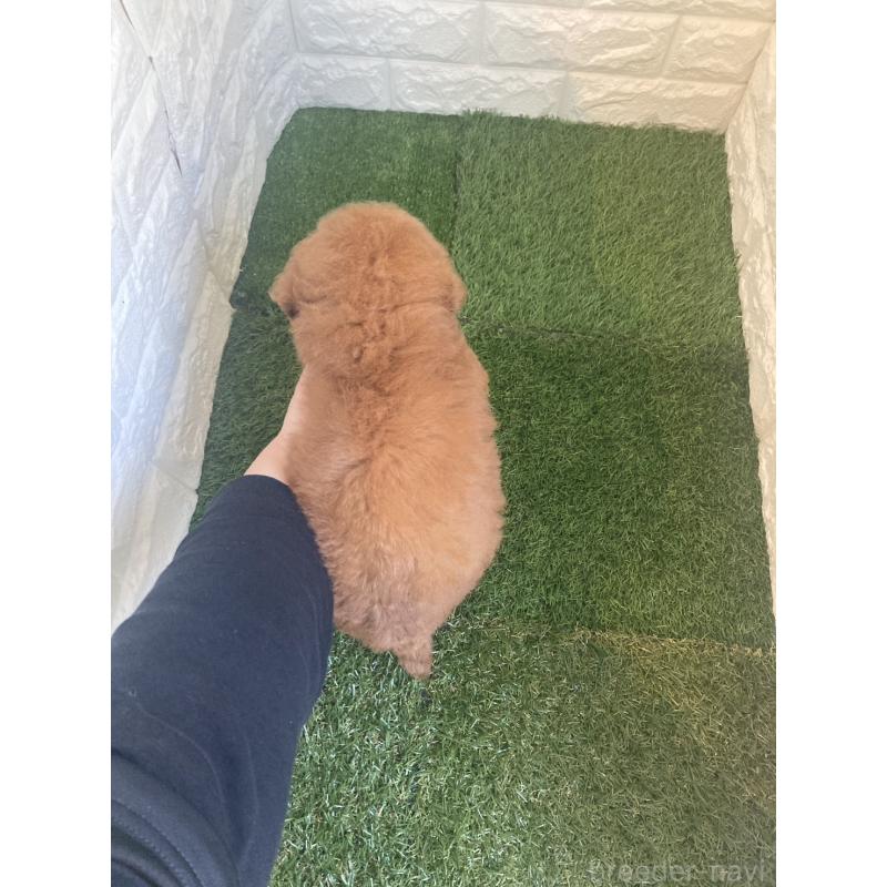 販売中の岡山県のタイニープードル-445663の11枚目