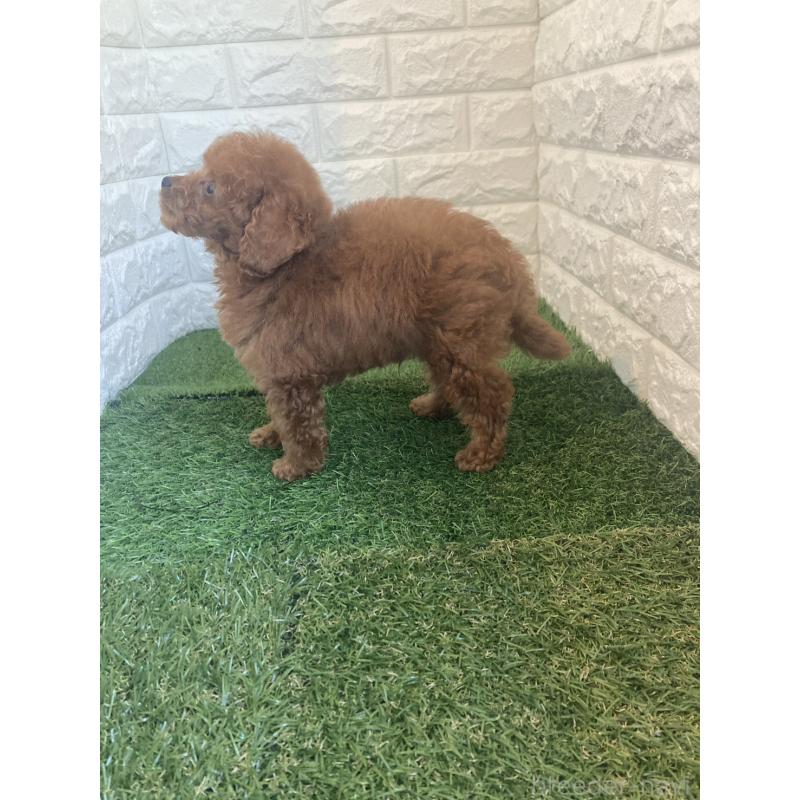 販売中の岡山県のタイニープードル-445663の10枚目