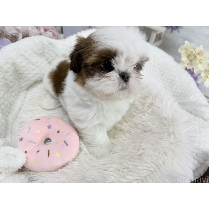 成約済の京都府のシーズー-441727の6枚目