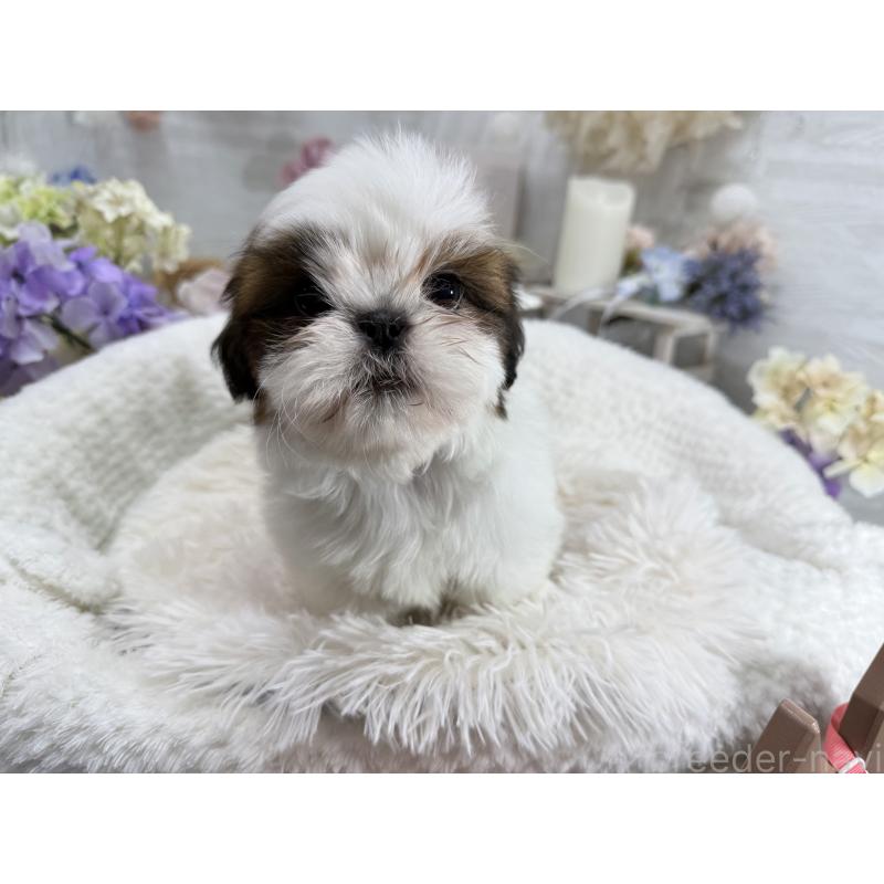 成約済の京都府のシーズー-441727の4枚目