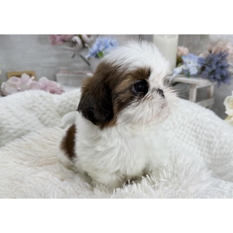 成約済の京都府のシーズー-441727の3枚目