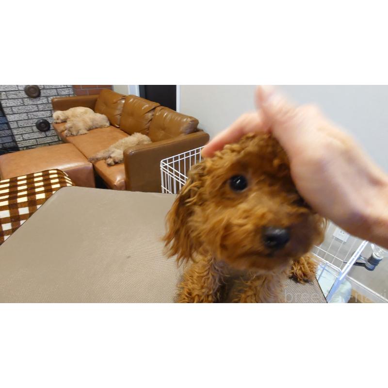 成約済の北海道のタイニープードル-405817の8枚目