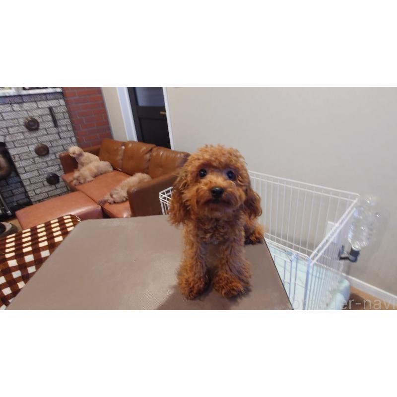 成約済の北海道のタイニープードル-405817の7枚目