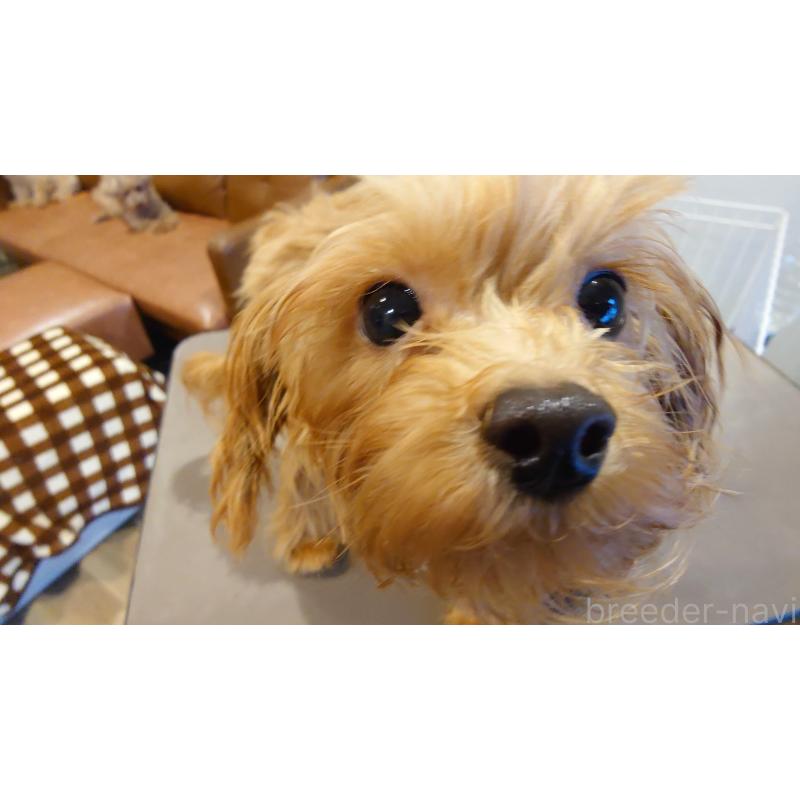 商談中の北海道のポメプー:ポメラニアン×トイプードル-402181の2枚目