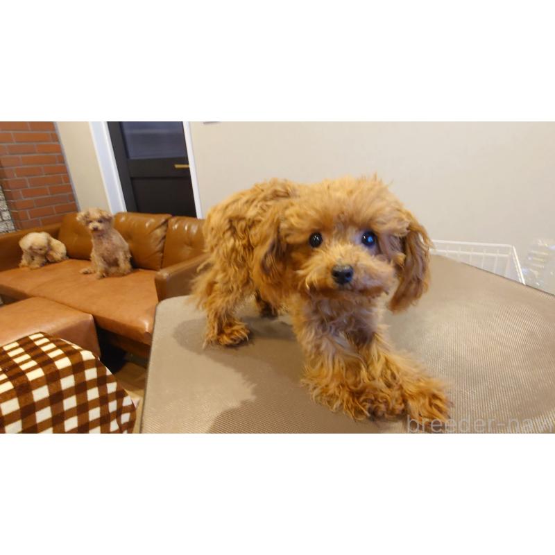 成約済の北海道のポメプー:ポメラニアン×トイプードル-413381の2枚目