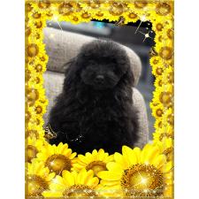 ♀︎トイプードル