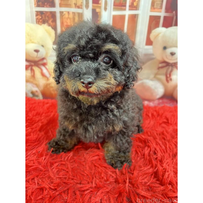 販売中の茨城県のタイニープードル-435316の2枚目