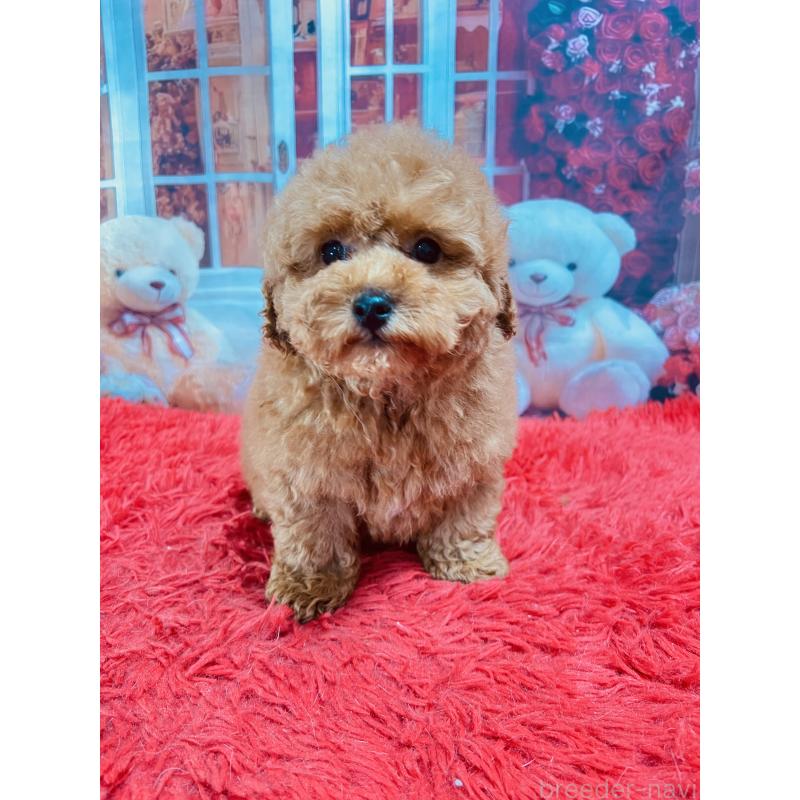 販売中の茨城県のトイプードル-442907の2枚目