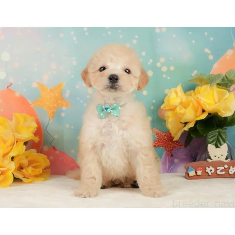 販売中の静岡県のトイプードル-446908の11枚目