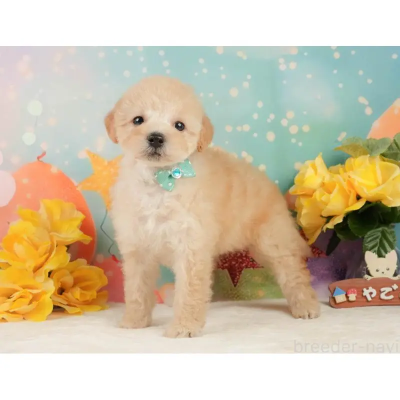 販売中の静岡県のトイプードル-446908の10枚目