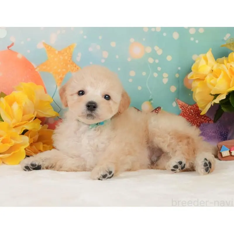 販売中の静岡県のトイプードル-446908の9枚目