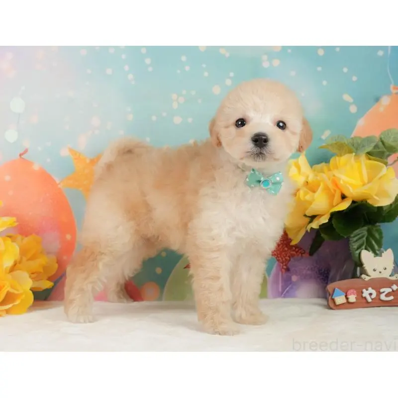 販売中の静岡県のトイプードル-446908の8枚目