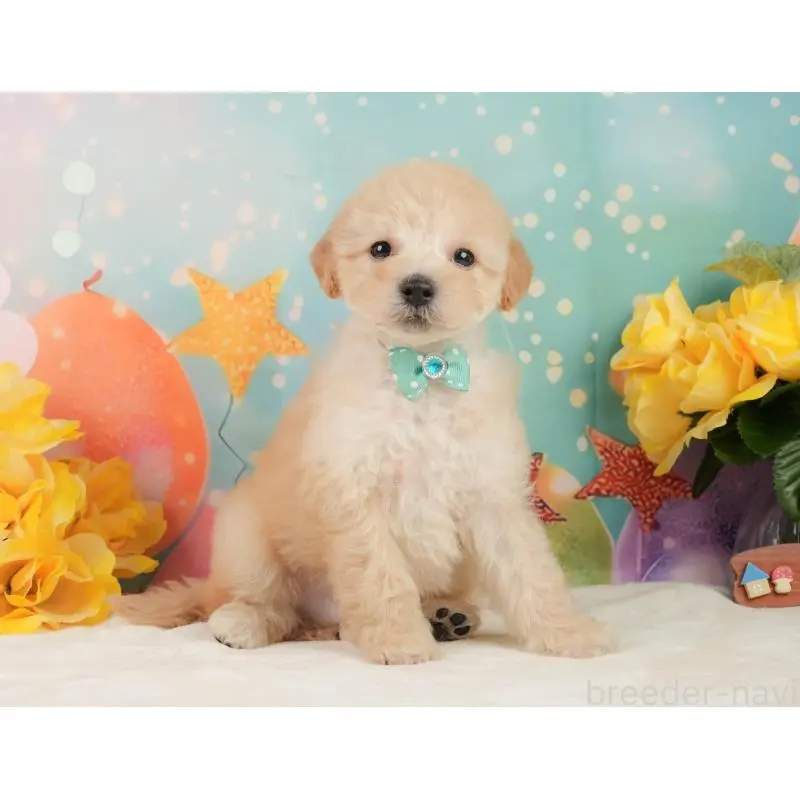 販売中の静岡県のトイプードル-446908の7枚目