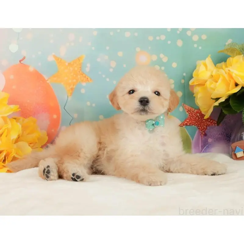 販売中の静岡県のトイプードル-446908の6枚目