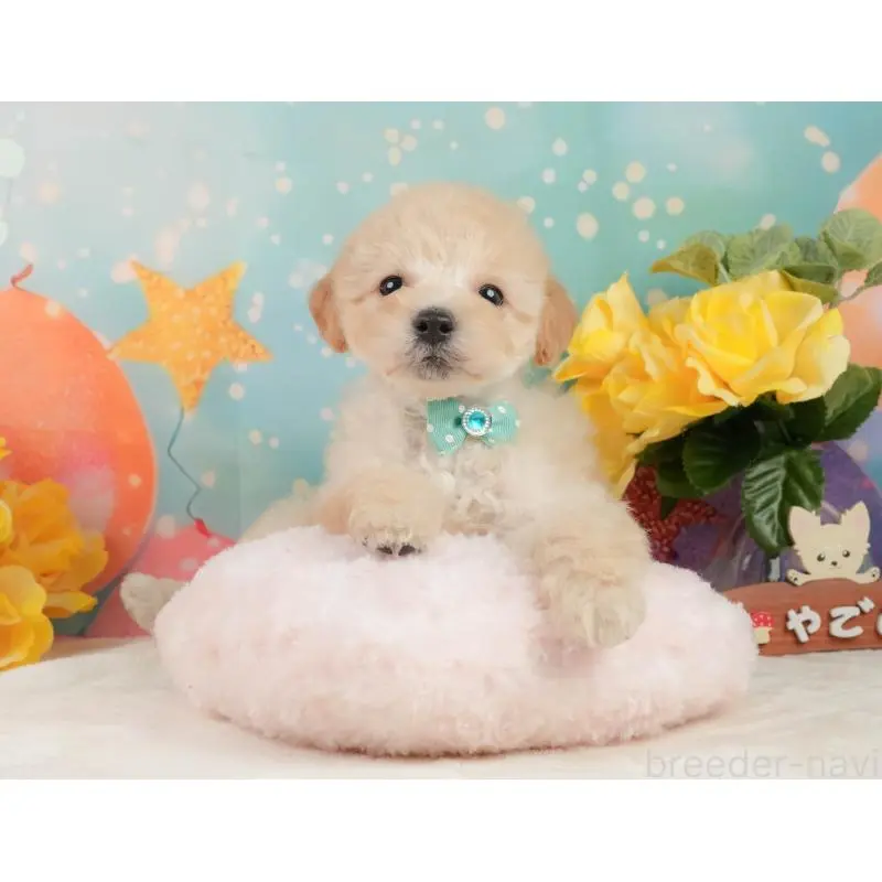 販売中の静岡県のトイプードル-446908の5枚目