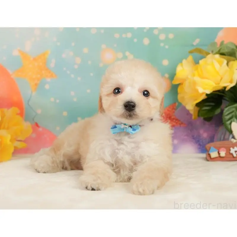 成約済の静岡県のトイプードル-446907の11枚目