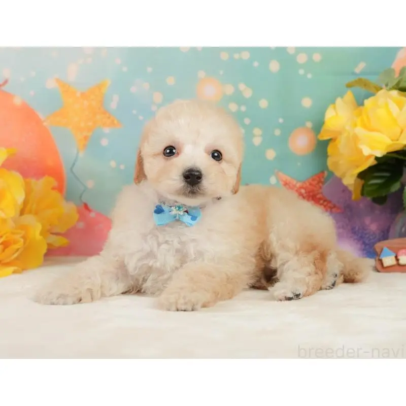 成約済の静岡県のトイプードル-446907の10枚目