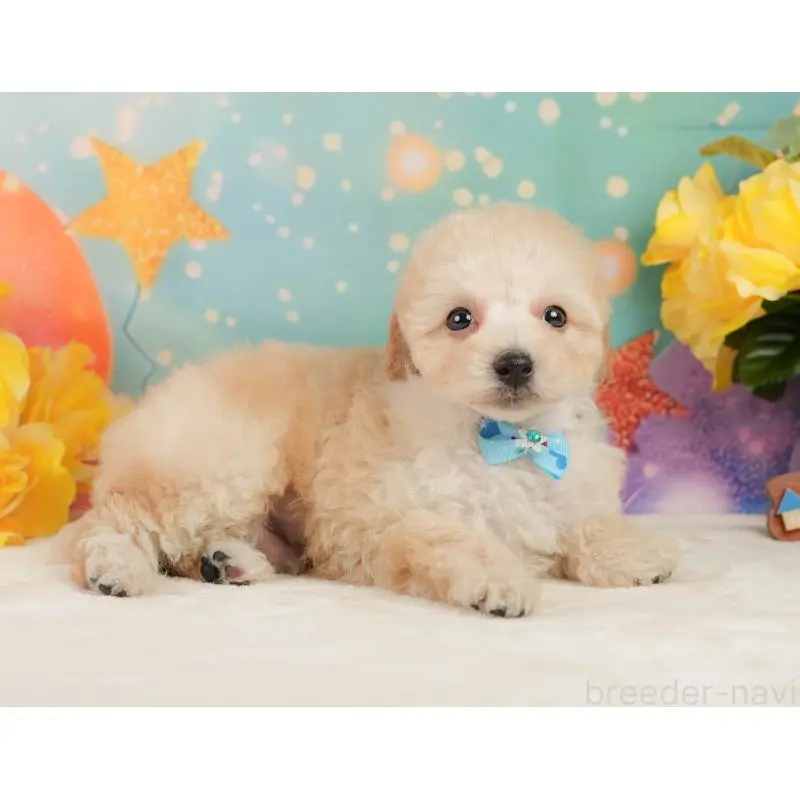 成約済の静岡県のトイプードル-446907の9枚目