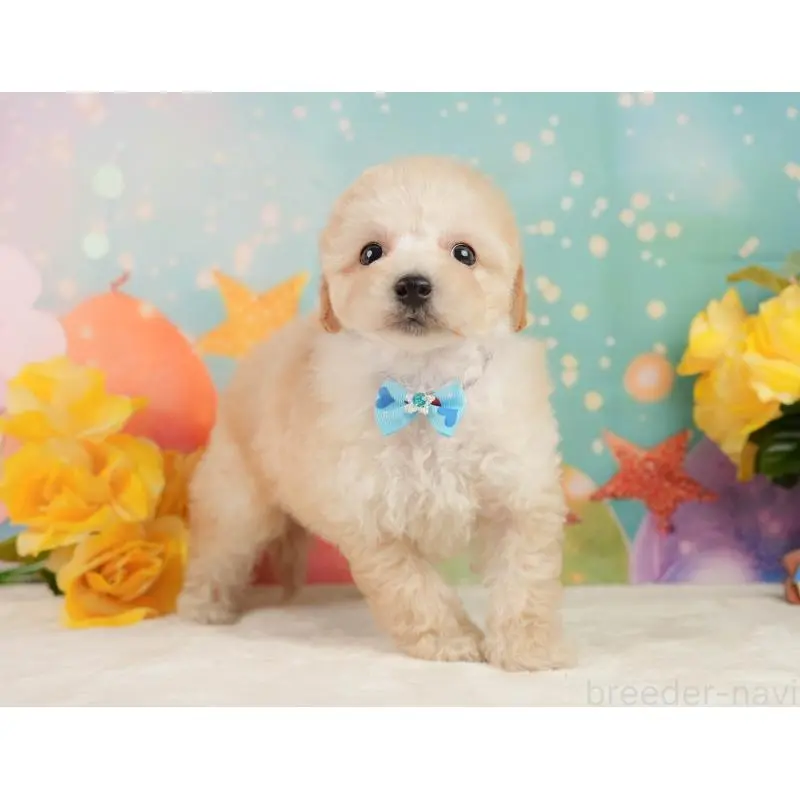 成約済の静岡県のトイプードル-446907の8枚目