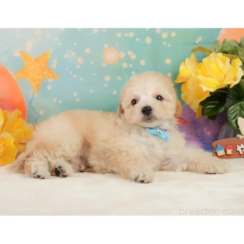 成約済の静岡県のトイプードル-446907の7枚目