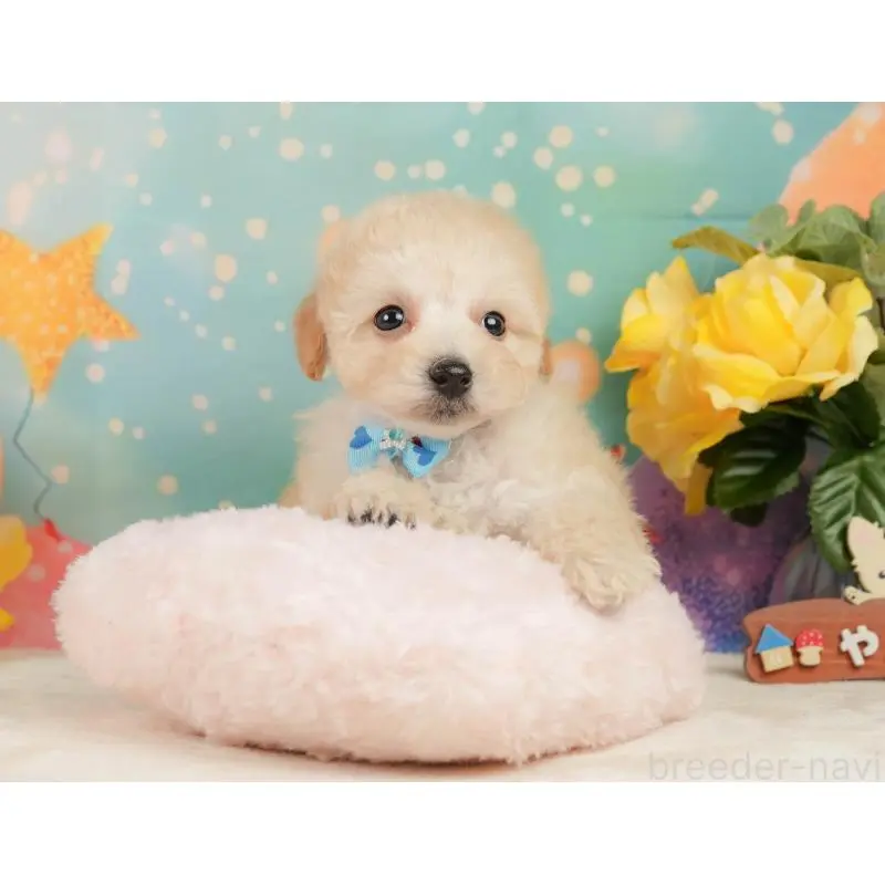 成約済の静岡県のトイプードル-446907の6枚目