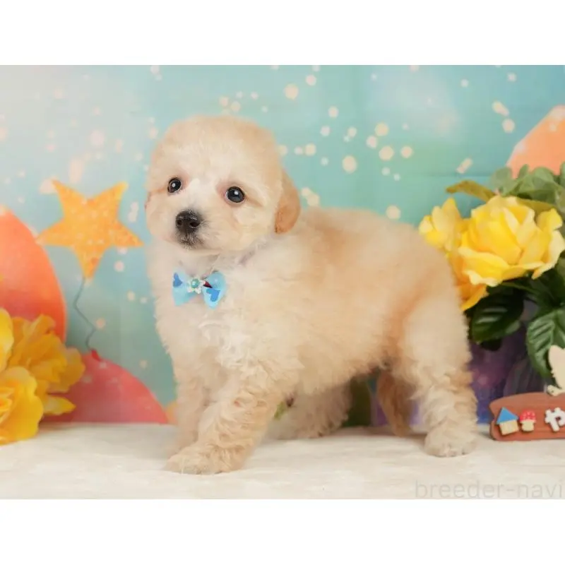 成約済の静岡県のトイプードル-446907の5枚目