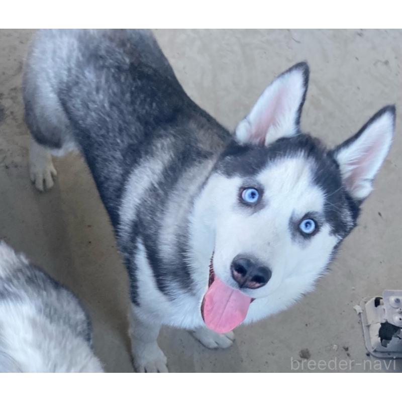 販売中の静岡県のシベリアンハスキー-425190の3枚目