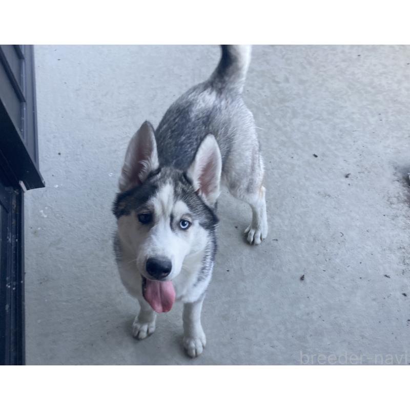 販売中の静岡県のシベリアンハスキー-425189の3枚目