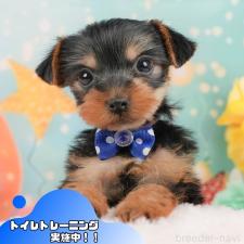 オンライン見学