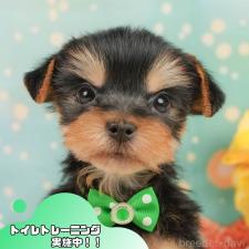 ♀︎ヨークシャーテリア