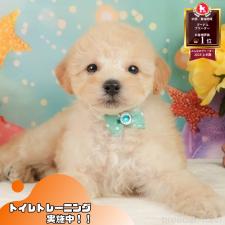 オンライン見学