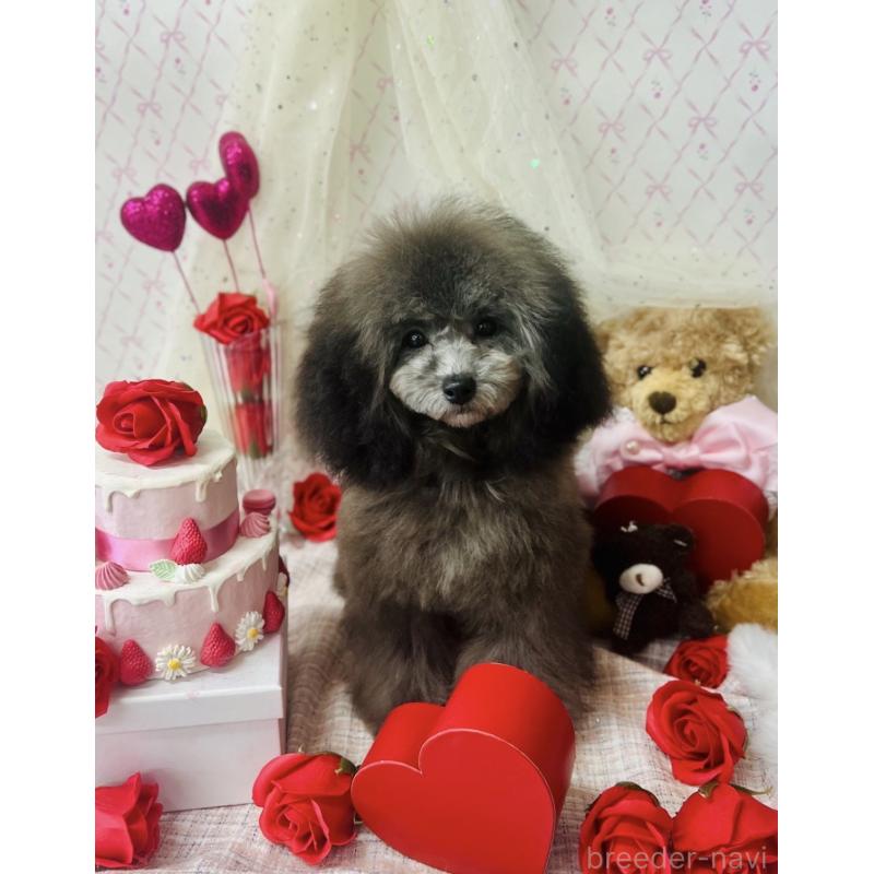 成約済の福岡県のティーカッププードル-433722の2枚目