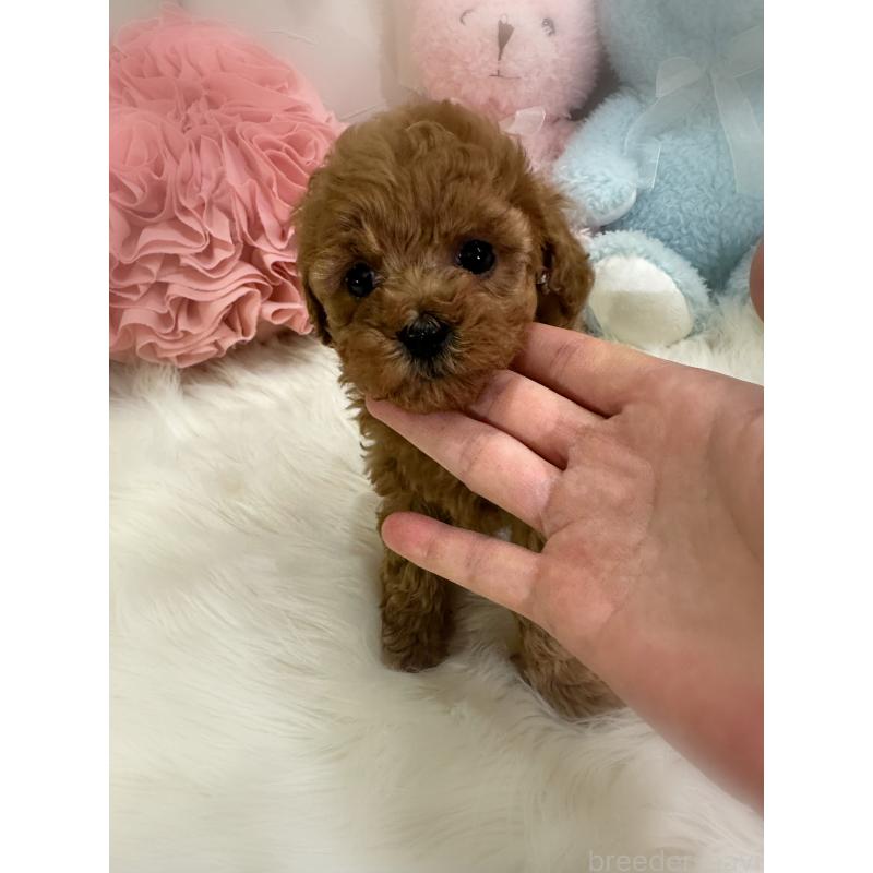 販売中の香川県のトイプードル-445242の5枚目