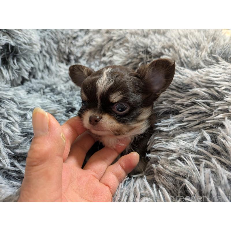 成約済の秋田県のチワワ(ロングコート)-442576の3枚目