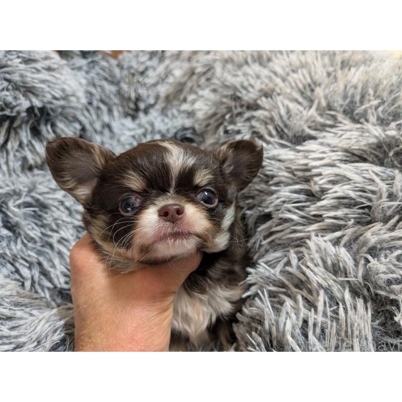 成約済の秋田県のチワワ(ロングコート)-442576の2枚目