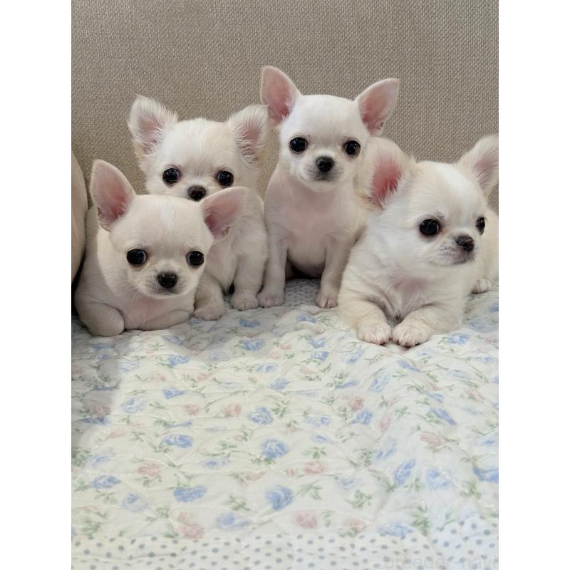 太田みかブリーダーの詳細の1枚目