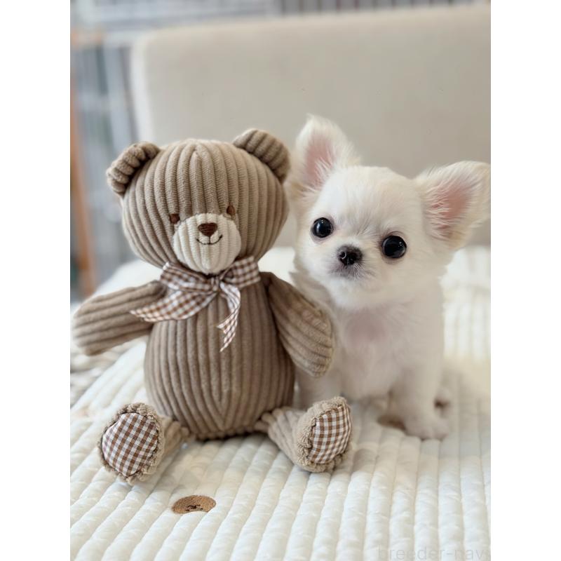 太田みかブリーダーの詳細