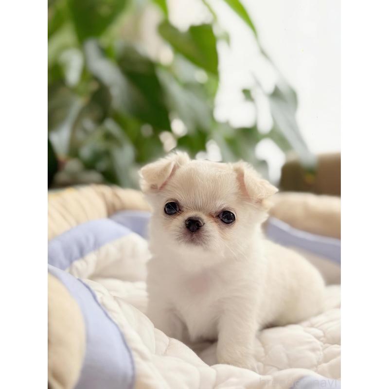 太田みかブリーダーの詳細