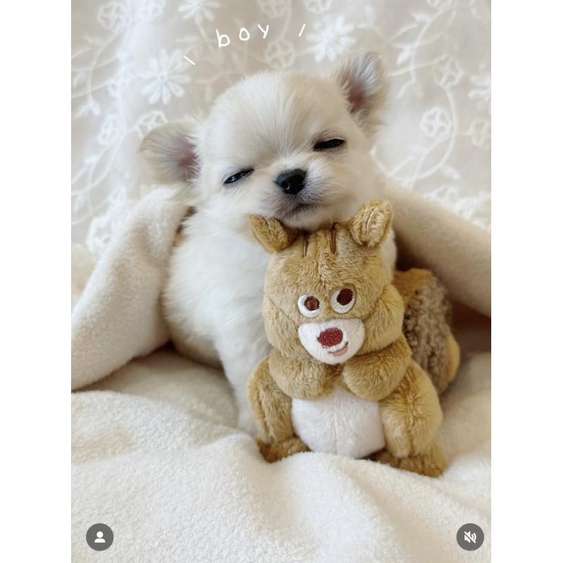 太田みかブリーダーの詳細