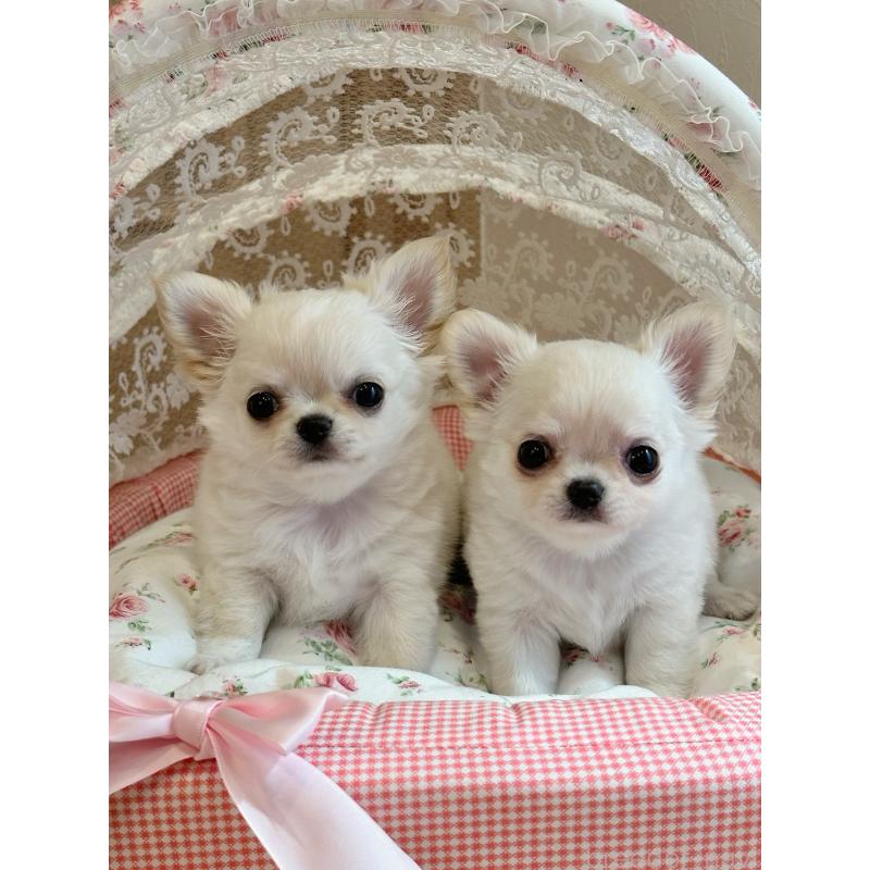 太田みかブリーダーの詳細