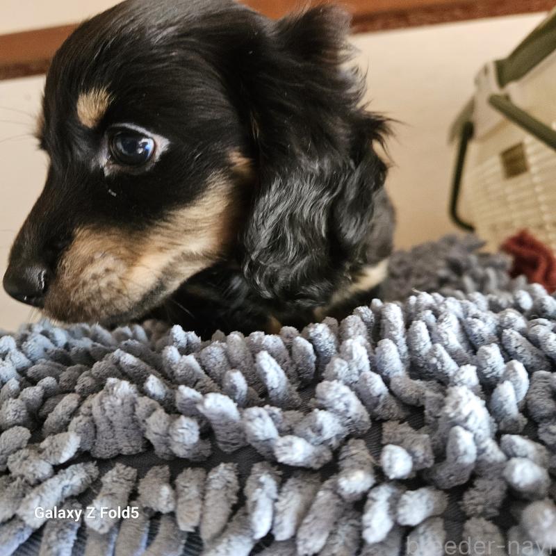 販売中の愛知県のミニチュアダックスフンド(ロングヘアード)-442872の4枚目